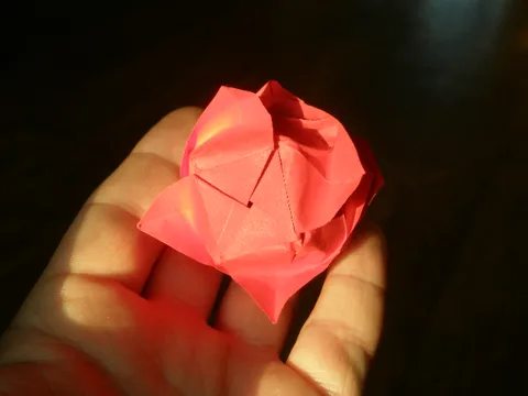 Rose