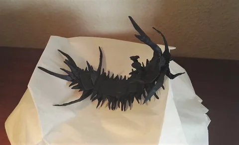 Ceratagres Trilobite