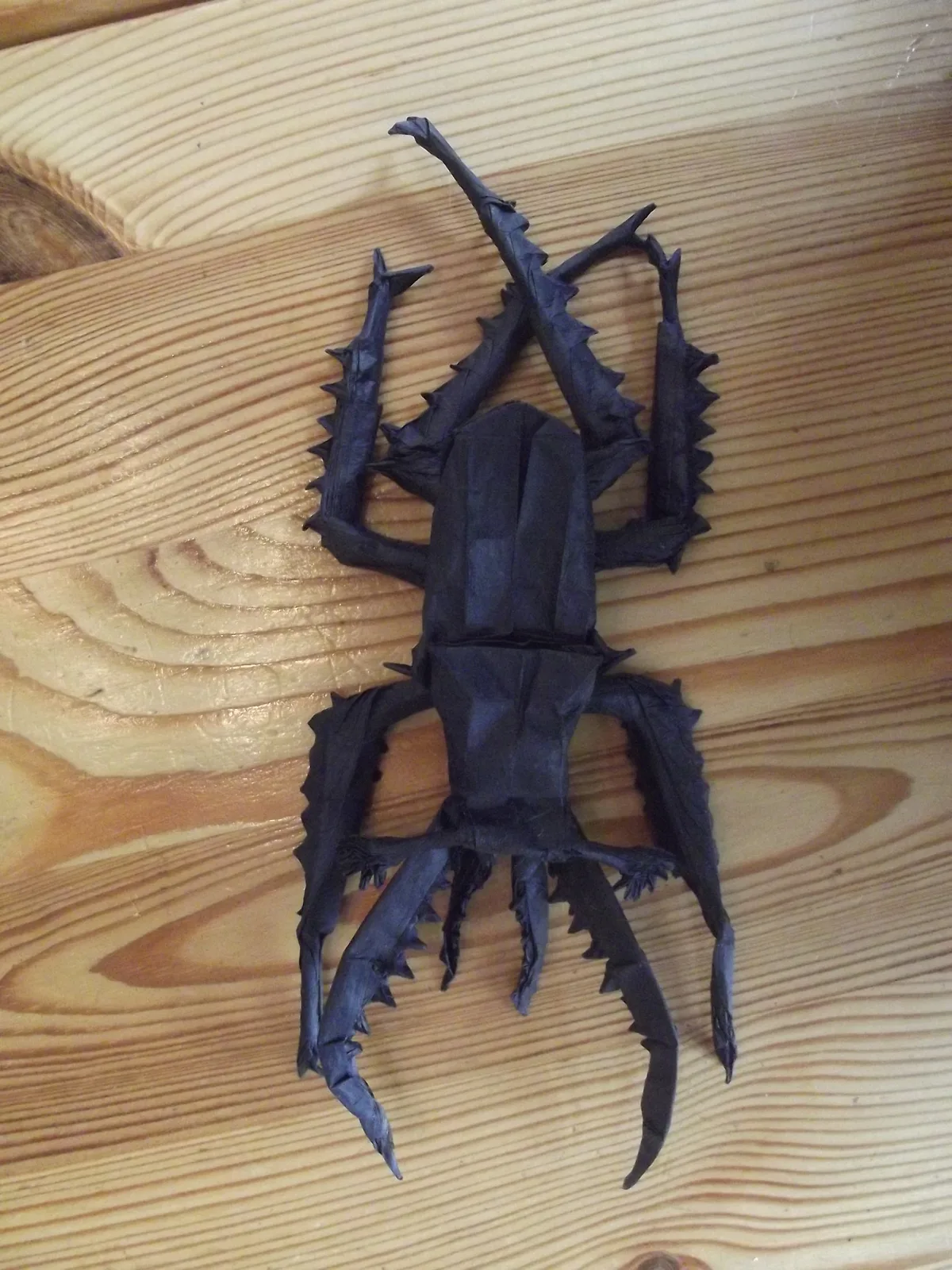 Chiasognathus Grantii