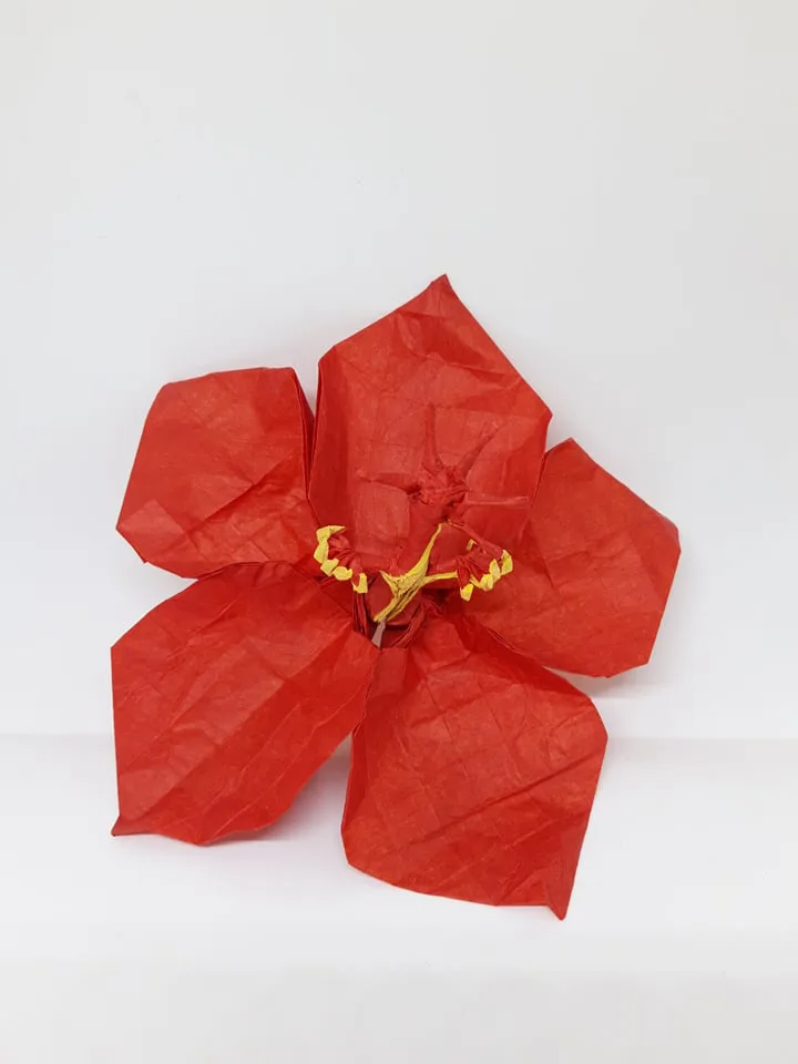 Hibiscus