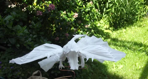 Microraptor