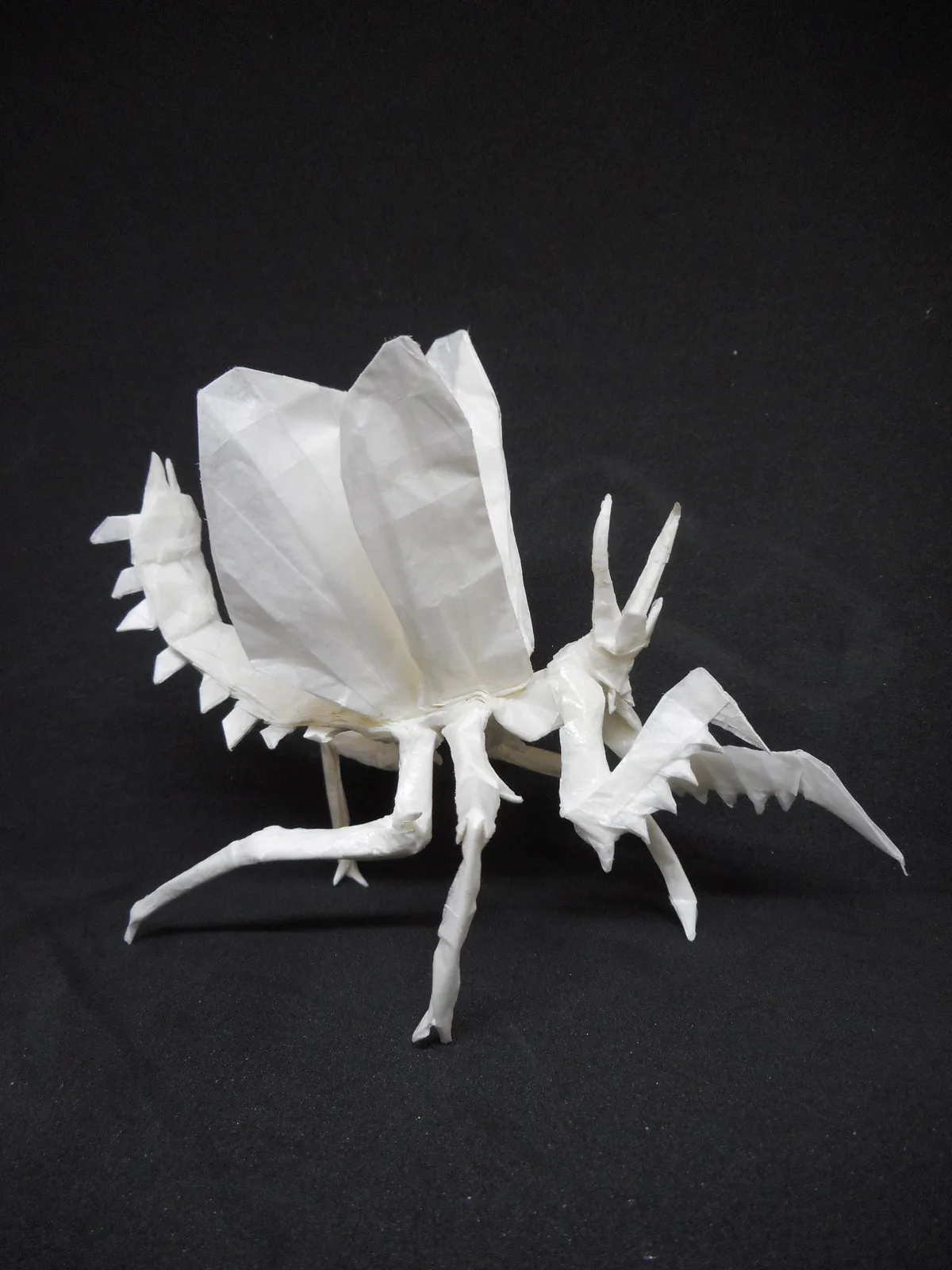 Praying mantis