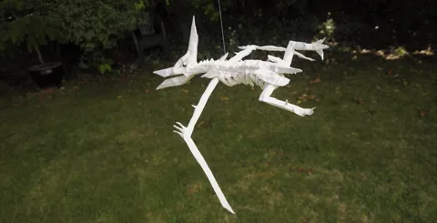 Pteranodon Skeleton