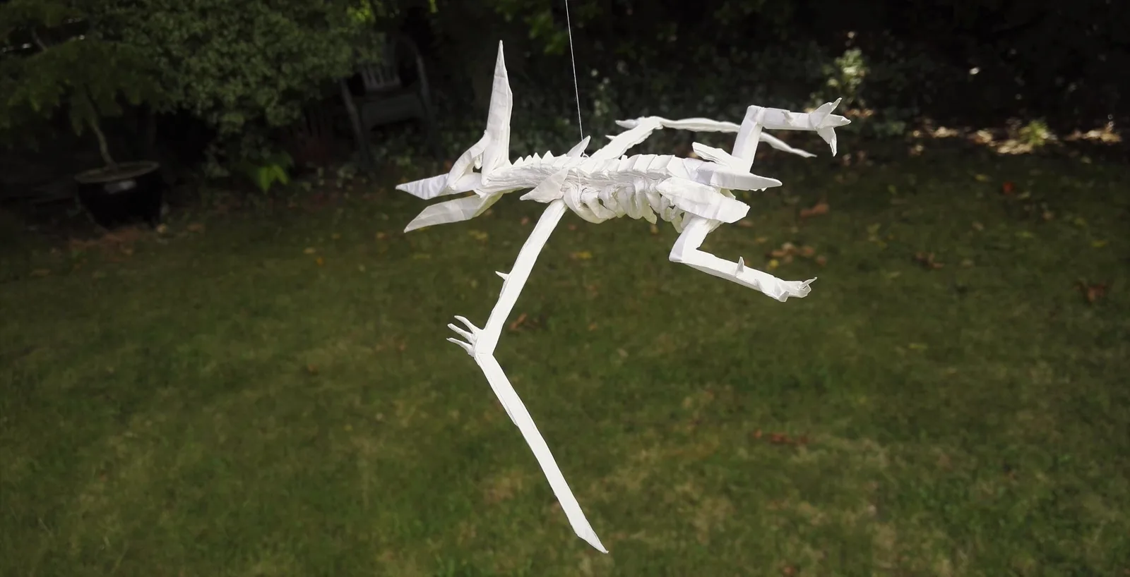 Pteranodon Skeleton