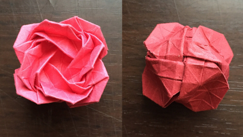 Rose