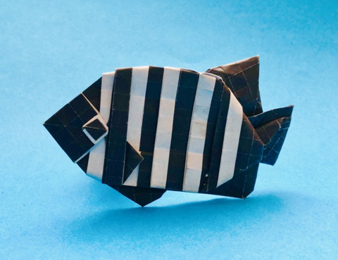 Stone Sea Bream