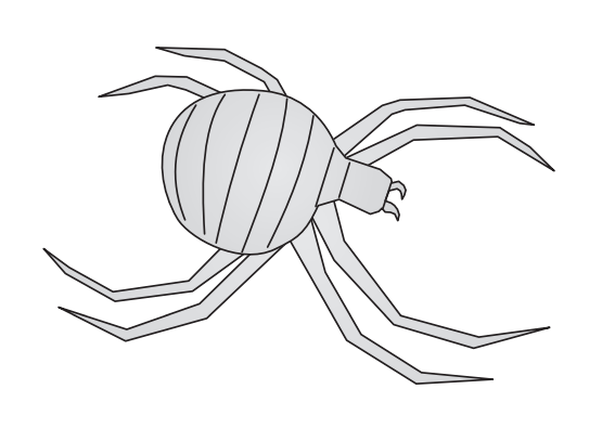 Argiope Spider