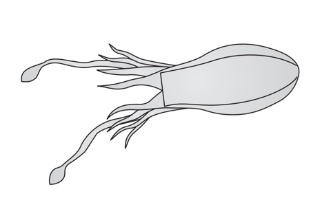 Cuttlefish