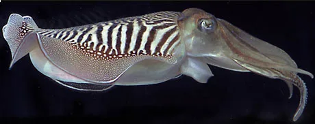 Striped cuttlefish
