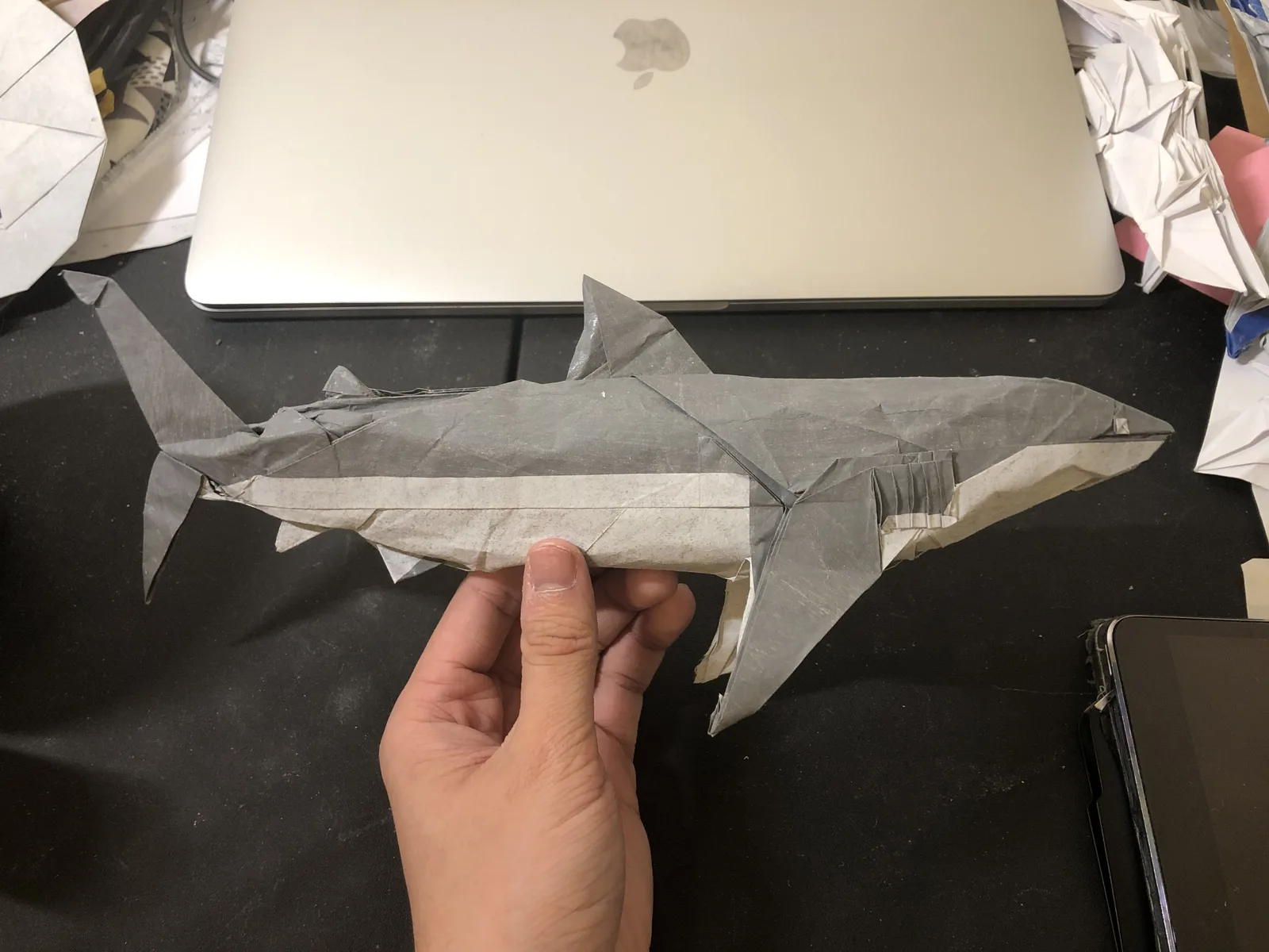 Shark