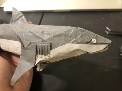 Shark