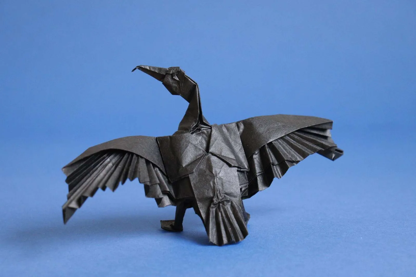 Great Cormorant␠