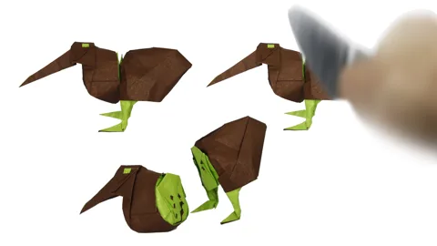 Kiwi