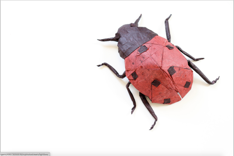 Ladybug
