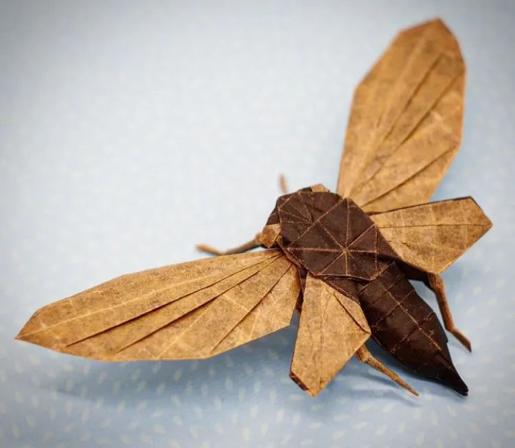 Periodical cicada