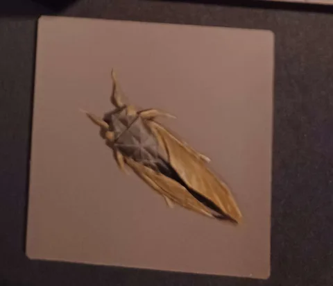 Periodical cicada