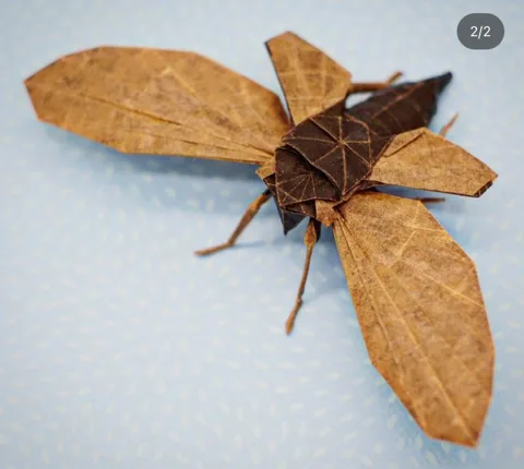 Periodical cicada