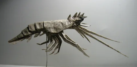Shrimp