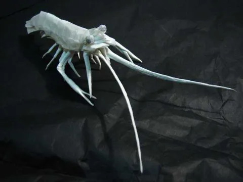 Shrimp