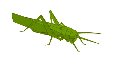 Grasshopper - walking
