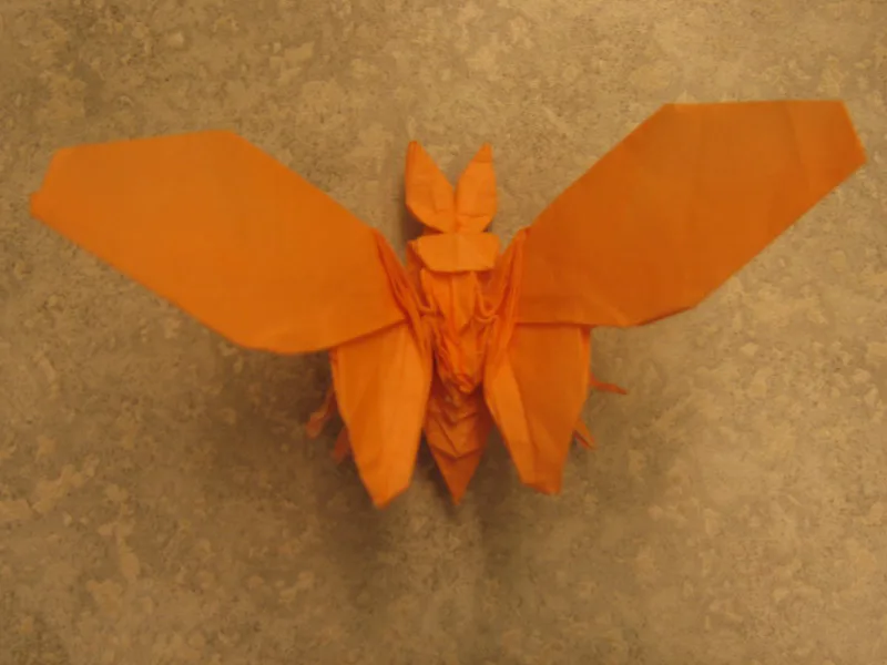 Moth 1
