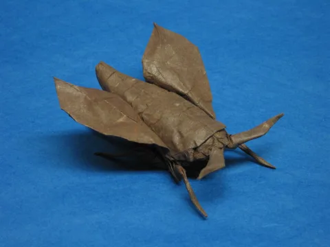 Moth 2
