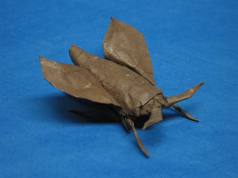 Moth 2