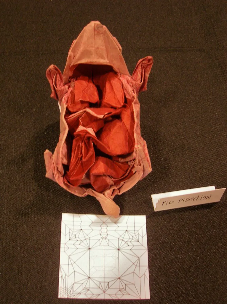 Pig dissection