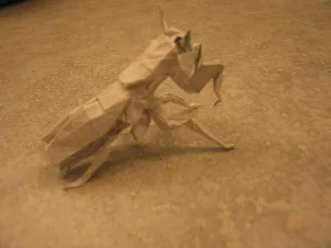 Praying mantis