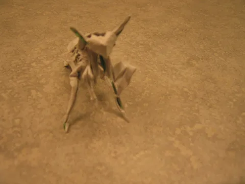 Praying mantis