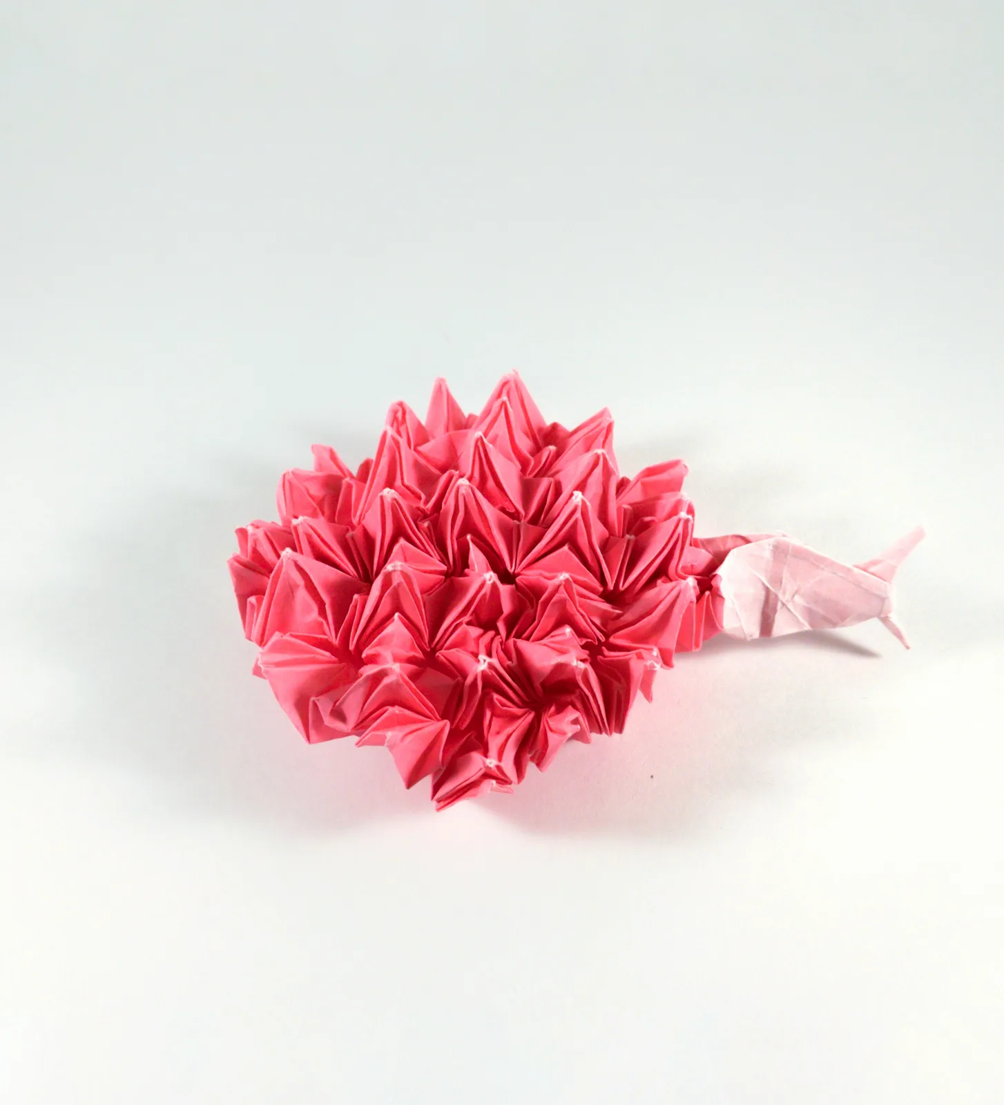 Fish Eating Coral