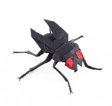 Fly