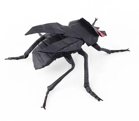 Fly