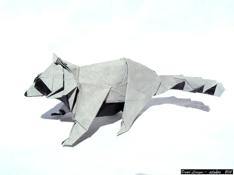 Raccoon (PD)