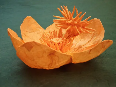 Cannonball Flower