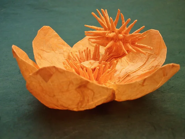 Cannonball Flower