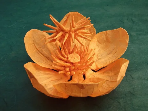 Cannonball Flower