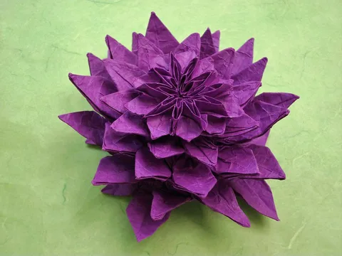 Dahlia