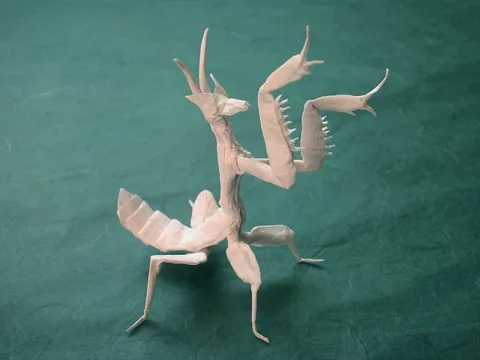 Orchid Mantis
