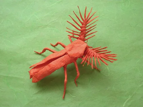 Phengodid Beetle