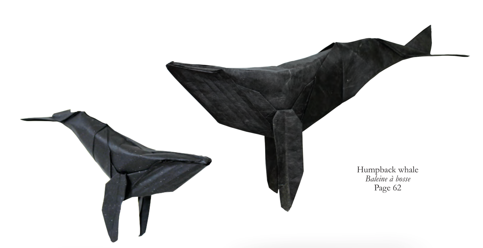 Humpback whale