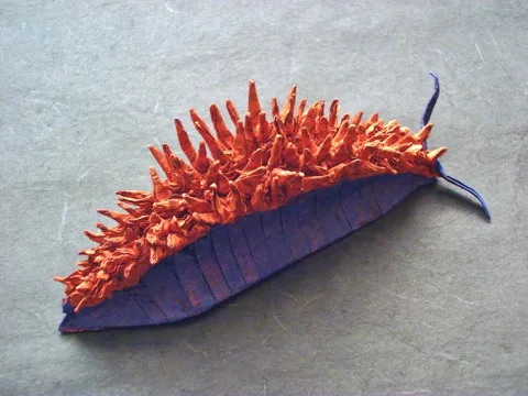 Spanish Shawl Sea Slug