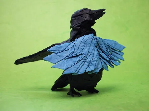 Superb Bird of Paradise
