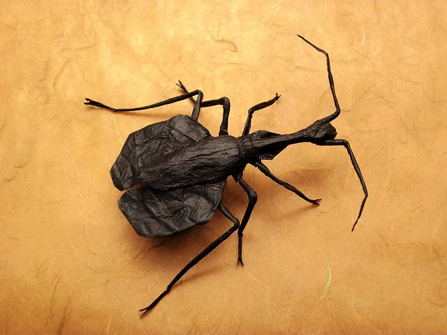 Violin Beetle