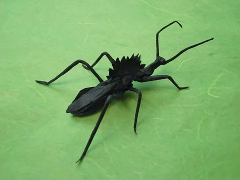 Wheel Bug