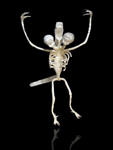 Undead xenomorph
