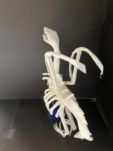 Vulture skeleton