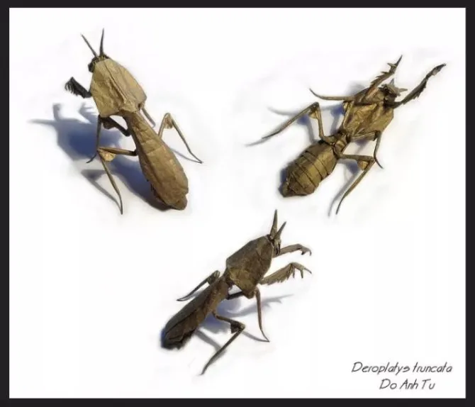 Praying mantis (PD)