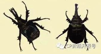 Rhino beetle (PD)
