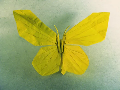 Butterfly